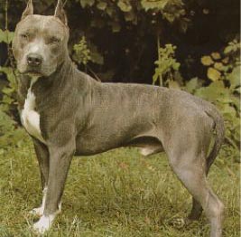 American Staffordshire Terrier