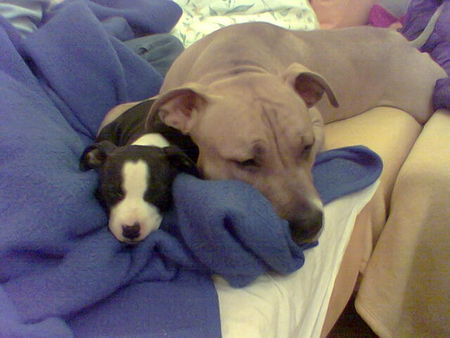 American Staffordshire Terrier Hunde Foto 28453 in höherer Auflösung ansehen American Staffordshire Terrier