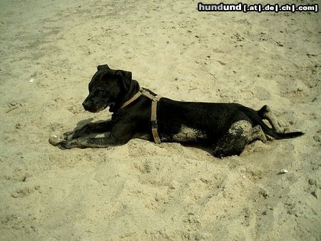 American Staffordshire Terrier Hunde Foto 21215 American Staffordshire Terrier ... frisch paniert lebt es sich ganz ungeniert ...