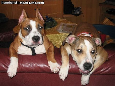 American Staffordshire Terrier Hunde Foto 8014 American Staffordshire Terrier Mexx&Aisha