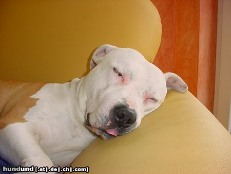 American Staffordshire Terrier Hunde Foto 12767 American Staffordshire Terrier