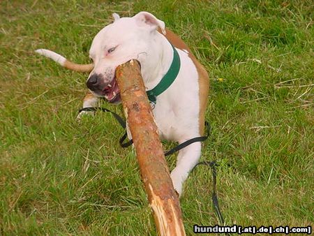 American Staffordshire Terrier Hunde Foto 13355 American Staffordshire Terrier Barkley im Urlaub!!!