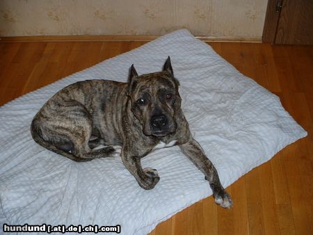 American Staffordshire Terrier Hunde Foto 22360 American Staffordshire Terrier BAXTER II