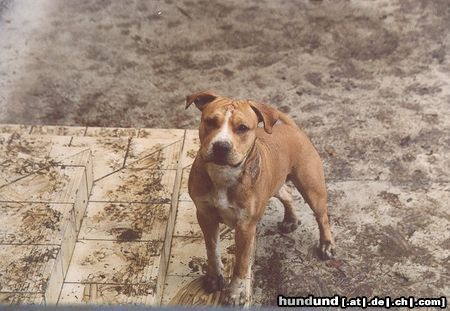 American Staffordshire Terrier Brutus