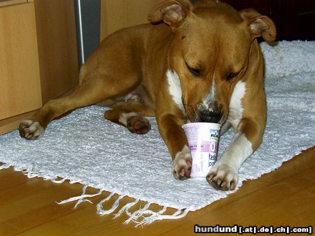 American Staffordshire Terrier Hunde Foto 10540 American Staffordshire Terrier Ich liebe Joghurt