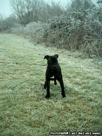 American Staffordshire Terrier Hunde Foto 21531 American Staffordshire Terrier Kleiner Racker ...