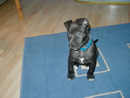 American Staffordshire Terrier Hunde Foto 30806 American Staffordshire Terrier die süsse Sugar...