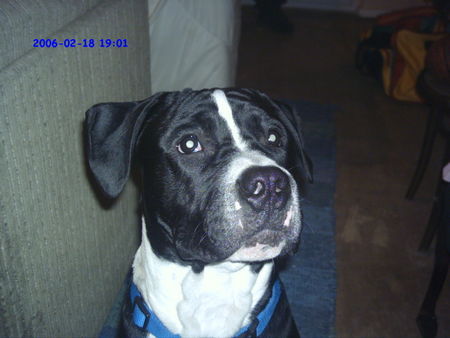 American Staffordshire Terrier Hunde Foto 30662 in höherer Auflösung ansehen American Staffordshire Terrier calito