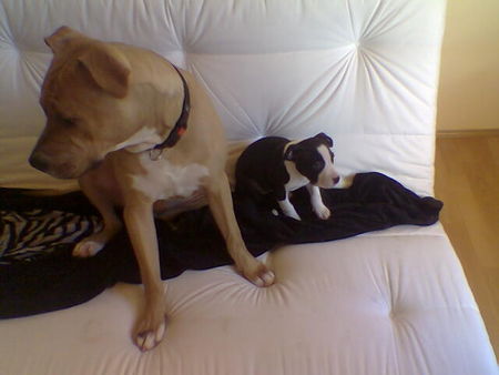 American Staffordshire Terrier Hunde Foto 28416 in höherer Auflösung ansehen American Staffordshire Terrier Unser zwei lieblinge Samy und Lara
