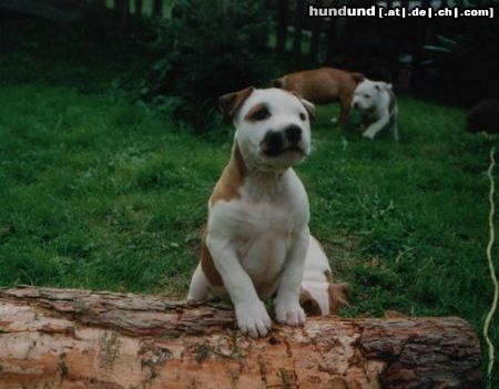 American Staffordshire Terrier Hunde Foto 19587 in höherer Auflösung ansehen American Staffordshire Terrier Huy´s Amigo Tochter 16.08.1999
