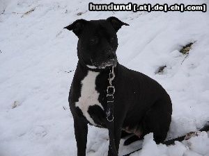American Staffordshire Terrier Hunde Foto 19204 in höherer Auflösung ansehen American Staffordshire Terrier *mein tequila baby*