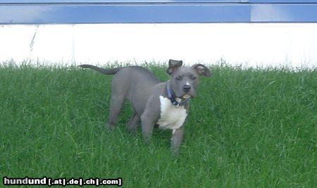 American Staffordshire Terrier Hunde Foto 20946 American Staffordshire Terrier