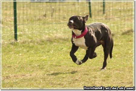 American Staffordshire Terrier Rennsemmel Akira