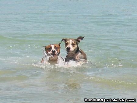 American Staffordshire Terrier Unsere Wasserratten in Aktion.