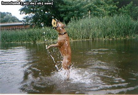American Staffordshire Terrier Lea