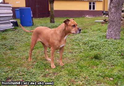 American Staffordshire Terrier Lea