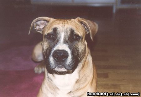 American Staffordshire Terrier Hunde Foto 10094 American Staffordshire Terrier Rudi