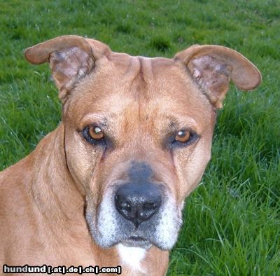 American Staffordshire Terrier Lea 