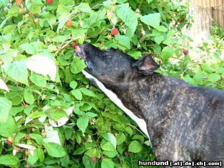 American Staffordshire Terrier Hero