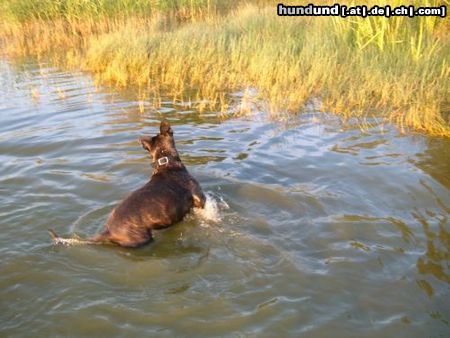 American Staffordshire Terrier Hero