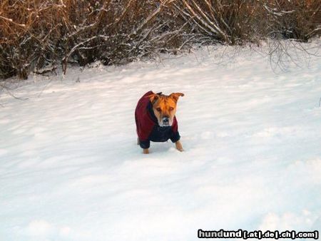 American Staffordshire Terrier Lea