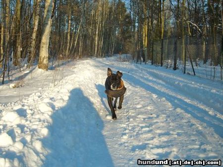 American Staffordshire Terrier Hero