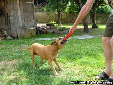 American Staffordshire Terrier Lea 