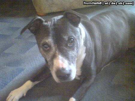 American Staffordshire Terrier karola 14 jahre