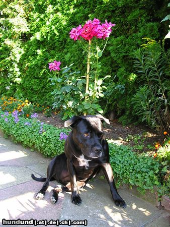 American Staffordshire Terrier Hunde Foto 18363 American Staffordshire Terrier Ah endlich ruhe!