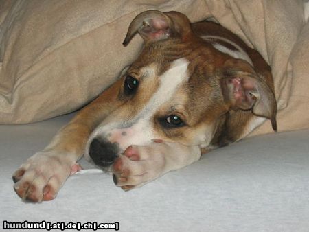 American Staffordshire Terrier Aisha in ihren Lieblingsschlafplatz