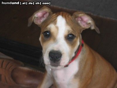 American Staffordshire Terrier Unser grösster Schatz