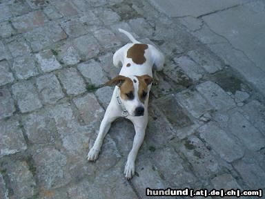 American Staffordshire Terrier Meine Akira aus wien 20.ten mit 8 Monate