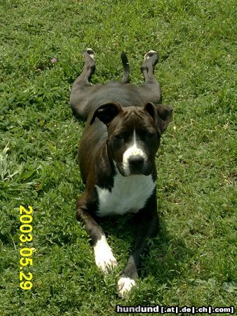 American Staffordshire Terrier Akira 5 Monate