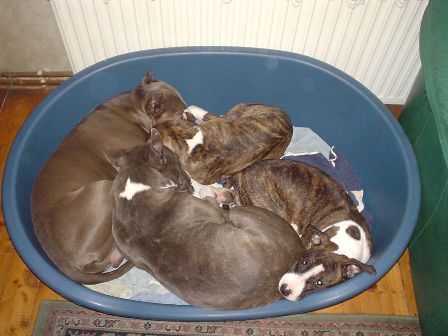 American Staffordshire Terrier Hunde Foto 28141 American Staffordshire Terrier Akira, Blue, Chelsie, Diva