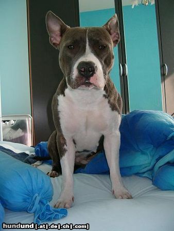 American Staffordshire Terrier Hunde Foto 11991 American Staffordshire Terrier Akira