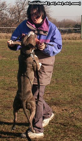 American Staffordshire Terrier Hunde Foto 7450 American Staffordshire Terrier Akira