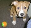 American Staffordshire Terrier Hunde Foto 10699 American Staffordshire Terrier
