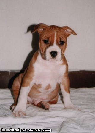 American Staffordshire Terrier Hunde Foto 19586 American Staffordshire Terrier Huy´s Amigo Sohn 16.08.1999