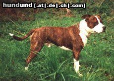 American Staffordshire Terrier Hunde Foto 19030 in höherer Auflösung ansehen American Staffordshire Terrier Amigo