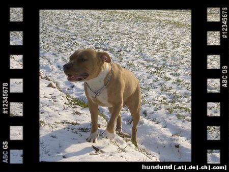 American Staffordshire Terrier Hunde Foto 18674 American Staffordshire Terrier Jazzy 10 Monate