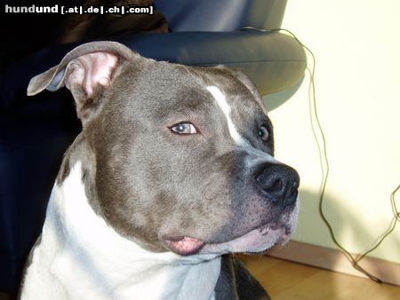 American Staffordshire Terrier Hunde Foto 19610 American Staffordshire Terrier Attila