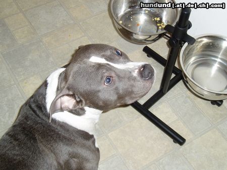 American Staffordshire Terrier Hunde Foto 20047 in höherer Auflösung ansehen American Staffordshire Terrier Waes das schon wieder?