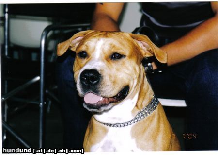 American Staffordshire Terrier Brutus