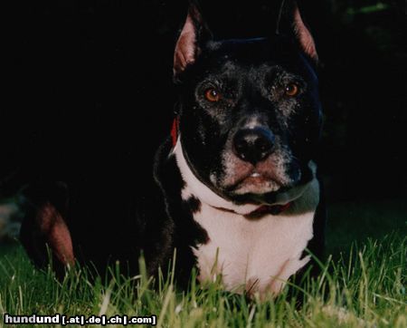 American Staffordshire Terrier Hunde Foto 21036 in höherer Auflösung ansehen American Staffordshire Terrier BABY-Am.Staff/Pit Mix