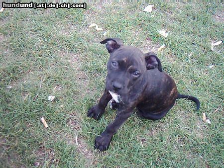 American Staffordshire Terrier Hunde Foto 7586 American Staffordshire Terrier Kira