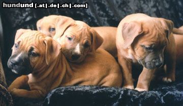 American Staffordshire Terrier Hunde Foto 10565 American Staffordshire Terrier