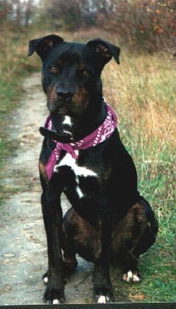 American Staffordshire Terrier