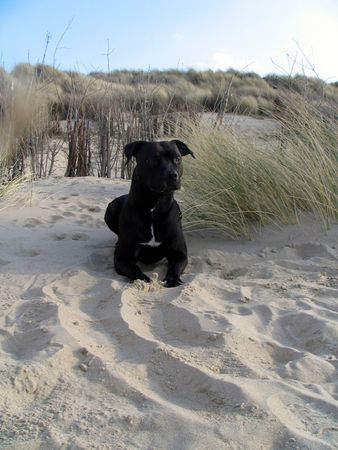 American Staffordshire Terrier Hunde Foto 30948 American Staffordshire Terrier Die Liebsten überhaupt ...