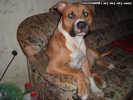 American Staffordshire Terrier DER FAULE KAMPFHUND 