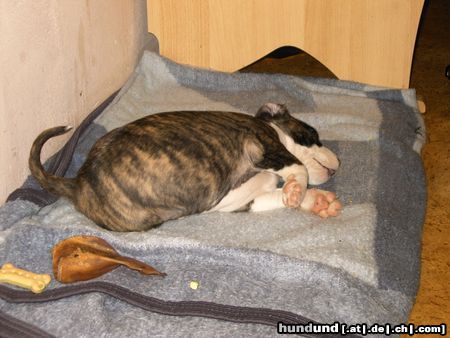 American Staffordshire Terrier Hunde Foto 17504 American Staffordshire Terrier mein Steff acht wochen alt =)